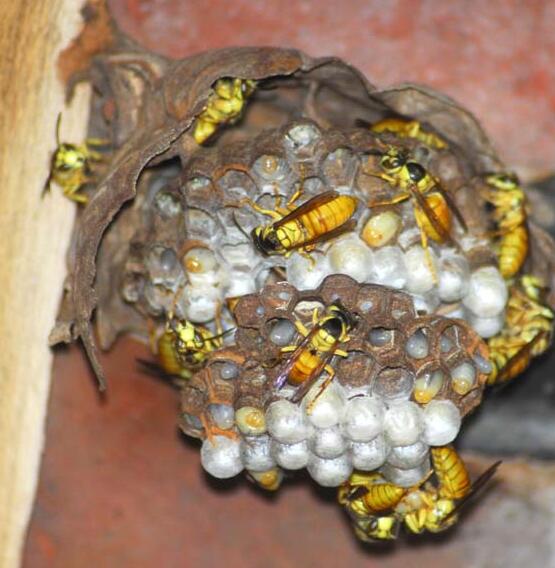  p>黑盾胡蜂(学名: i>vespa bicolor /i>)是胡蜂科,胡蜂属动物.