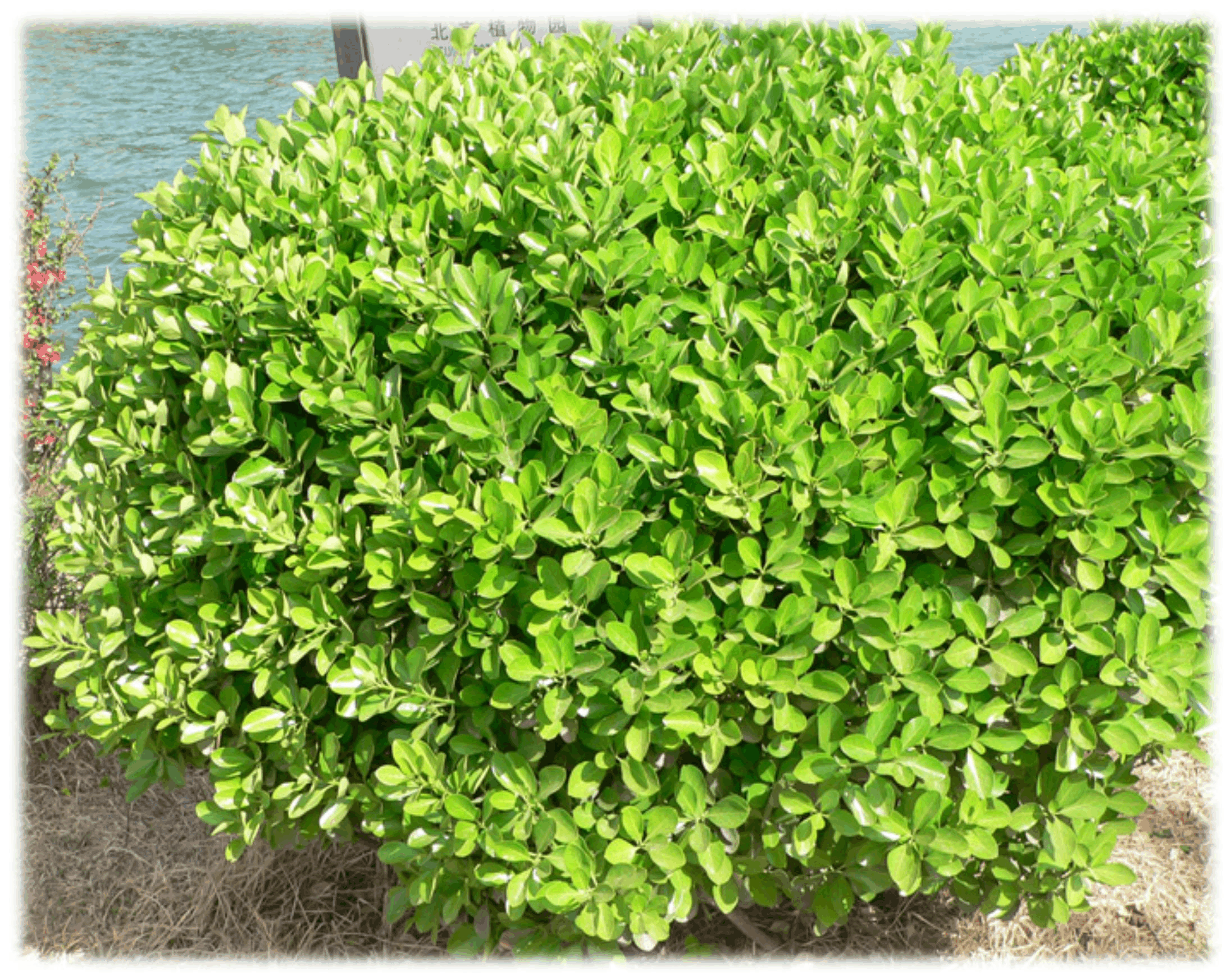 黄杨科黄杨属木本植物.