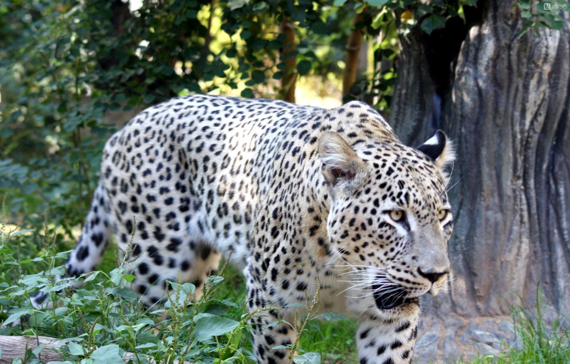  p>波斯豹(学名:panthera pardus saxicolor)是众多豹亚种中体形最大
