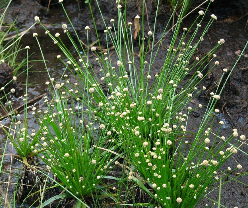  p>老谷精草( a target="_blank" href="/item/学名/8074290" data