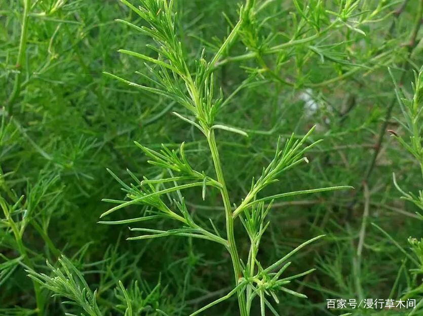 猪毛菜，农村田野的宝藏野菜，怎么吃？_百科TA说