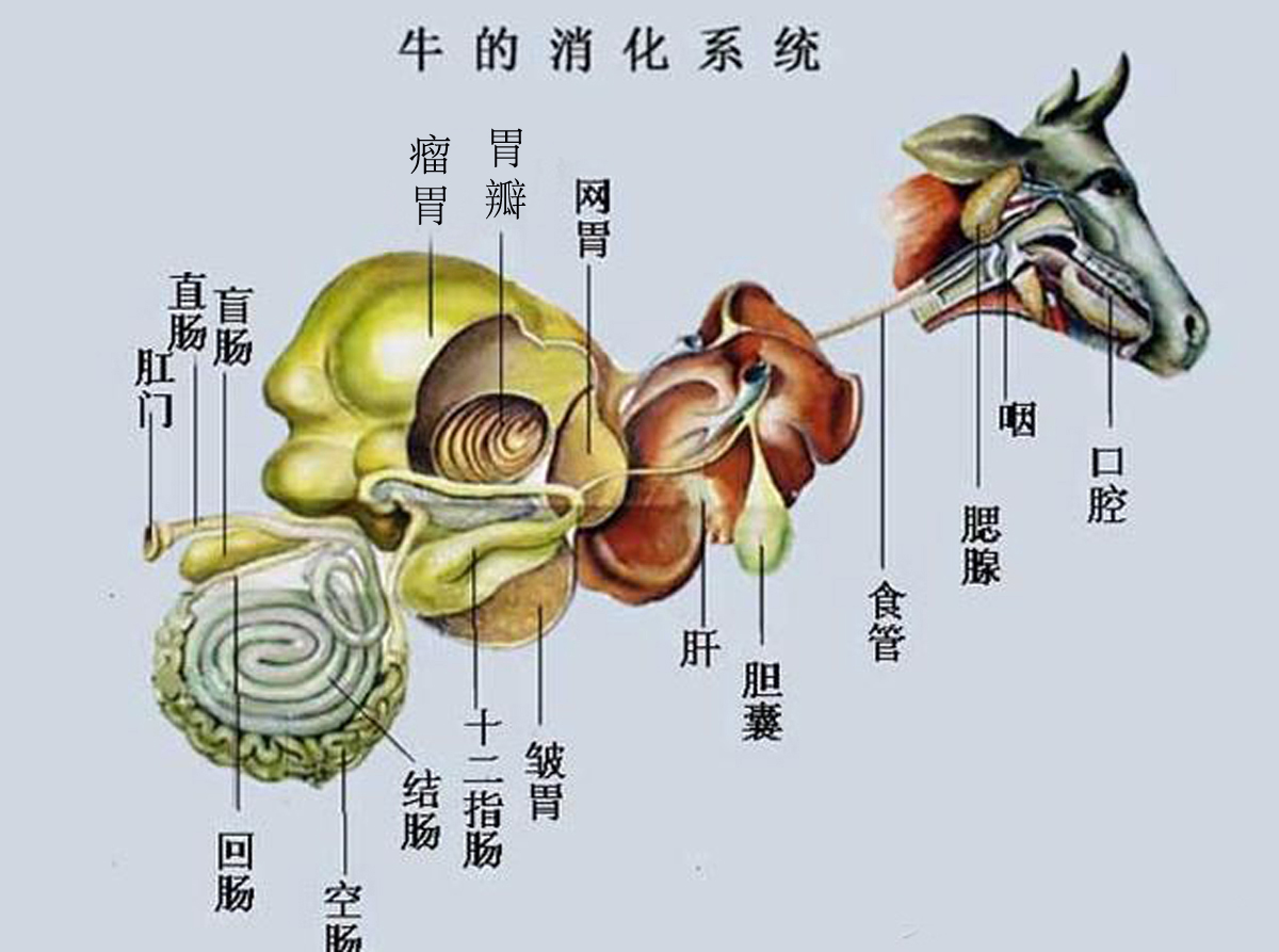 这种群居动物的祖先为 a target="_blank" href="/item/原牛/2054113"