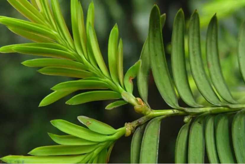 云南红豆杉格萨拉个体14