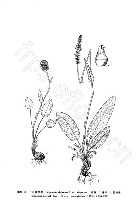 珠芽蓼(原变种)