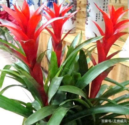 观赏凤梨的生长习性及主要品种介绍！_百科TA说