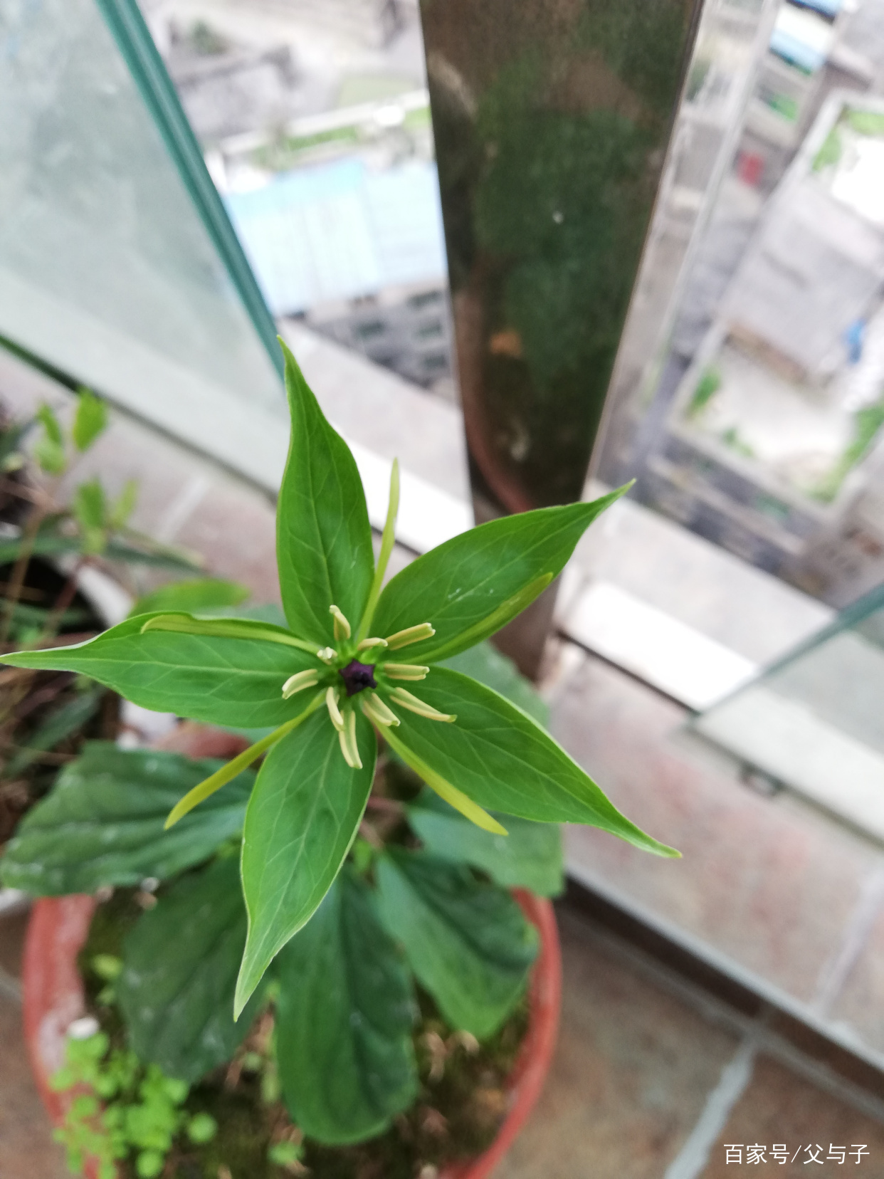 七叶一枝花，又叫一把伞_百科TA说