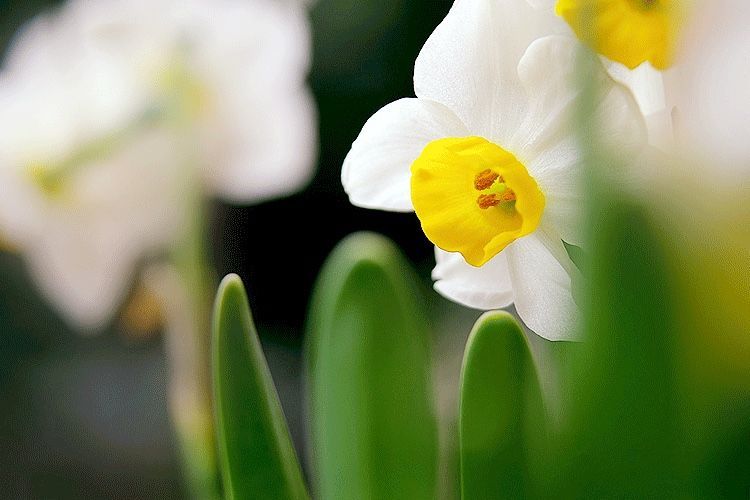 水仙竟然只开花不结果 原因在此 百科ta说