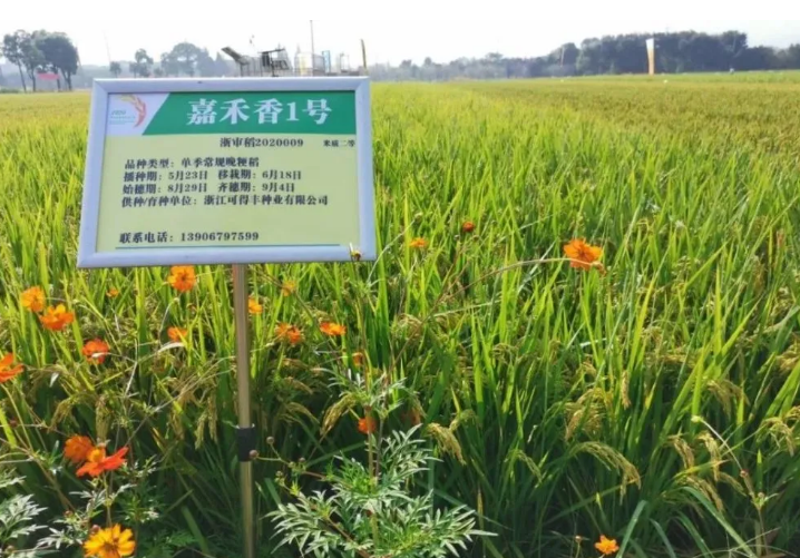  p>嘉禾香1号是 a target="_blank" href="/item/嘉兴市农业科学研究