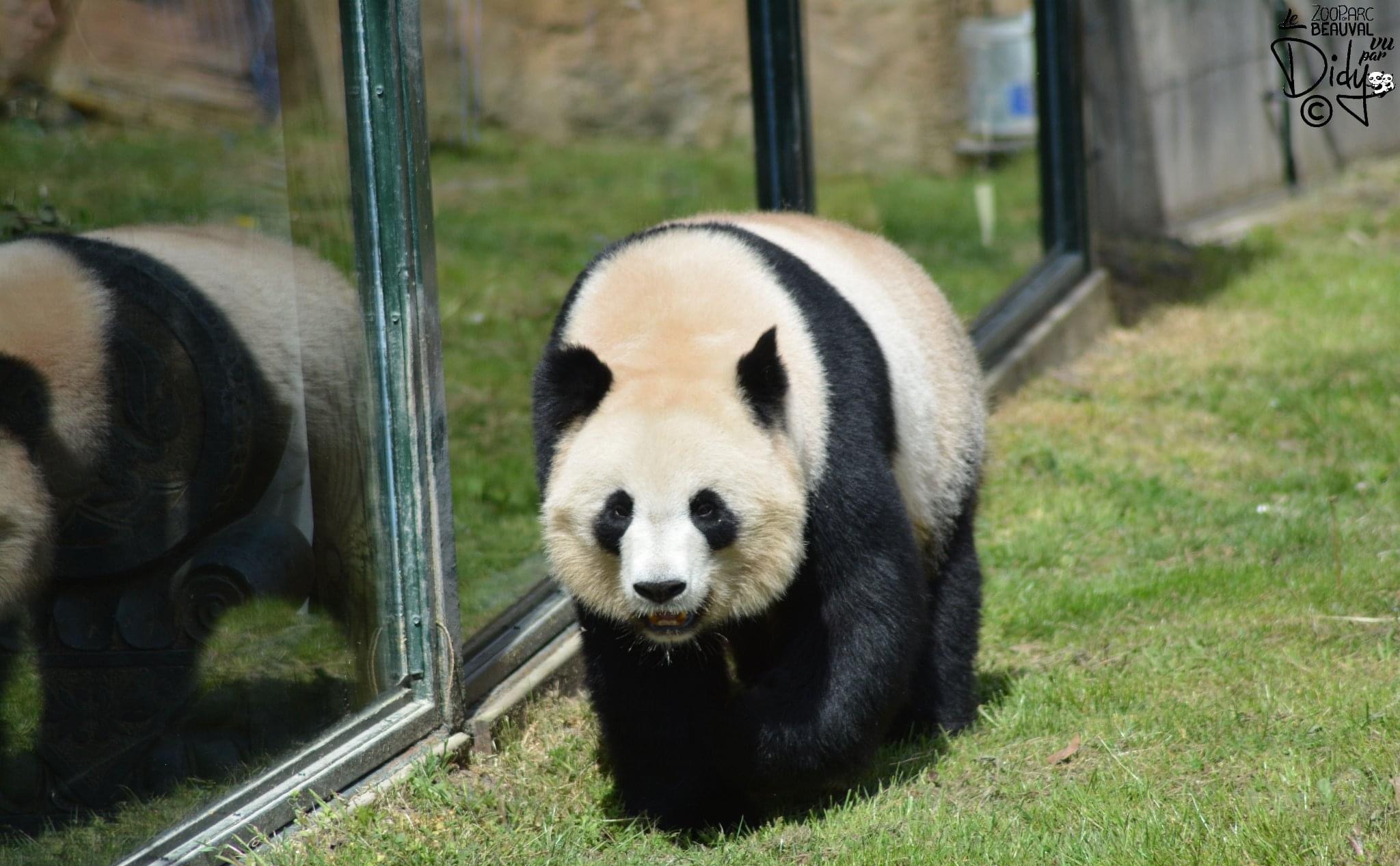 nb7faok">欢欢,雌性 a target="_blank" href="/item/大熊猫/34935"