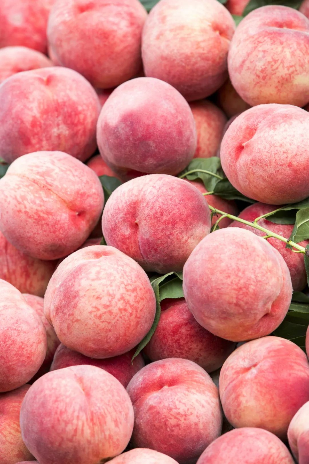 中国蜜桃桃桃桃桃地图 百科ta说