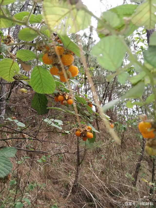 “黄泡”小时候爱吃的水果之一_百科TA说