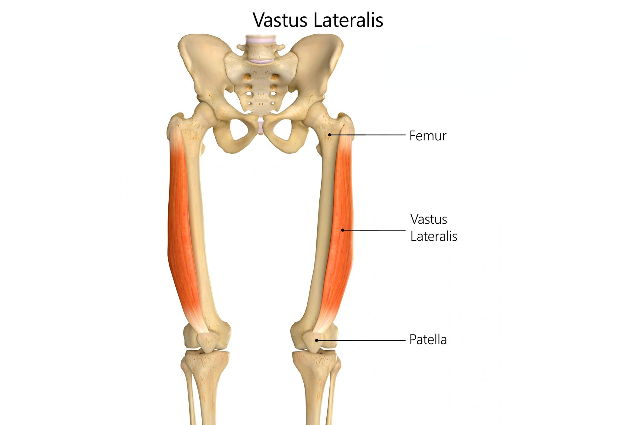 它与股四头肌群的其他肌肉一起伸展膝关节