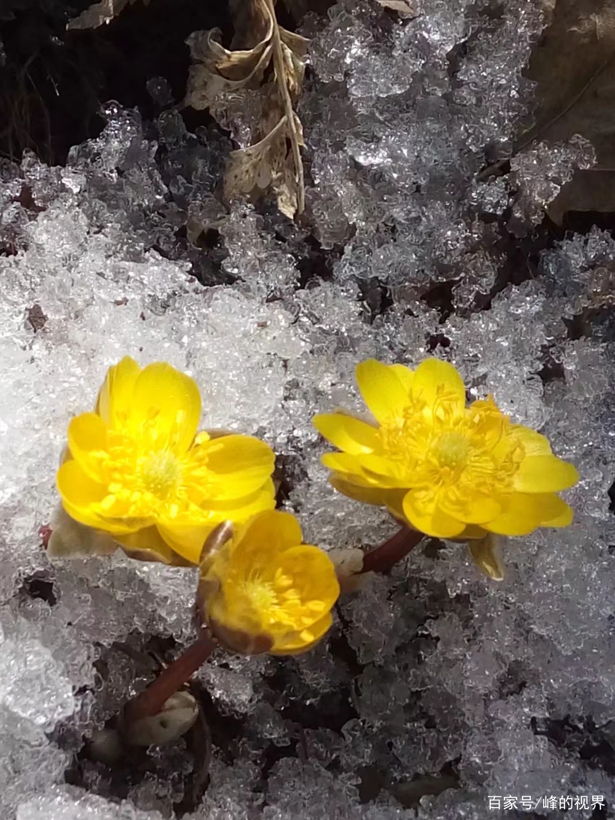 北方春天的第一朵花～冰凌花_百科TA说