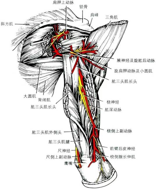 桡神经管_百度百科