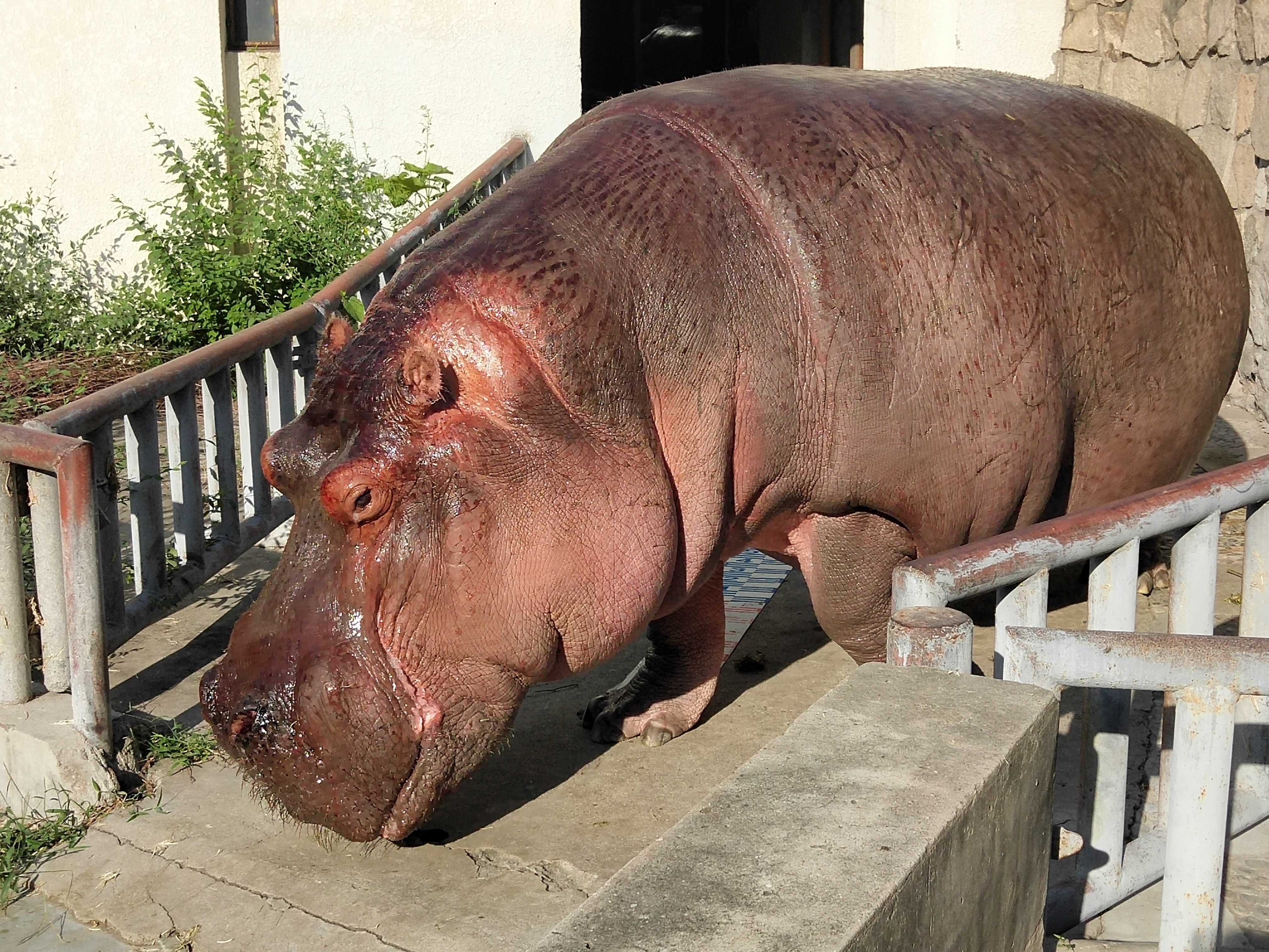  p>河马科 hippopotamidae偶蹄目的 1科.共有2属2种.