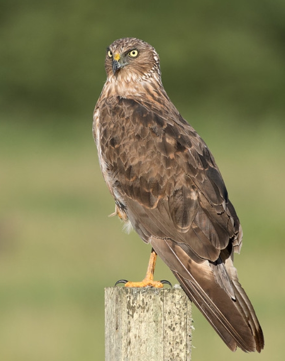  p>沼泽鹞(学名:circus approximans):是鹰科,鹞属的一个物种.