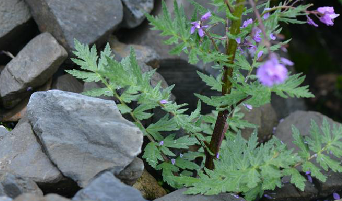  p>高河菜属(学名: b>megacarpaea /b>&nbsp;dc.