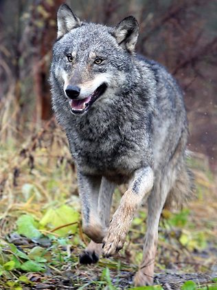  p>俄罗斯狼(学名:canis lupus communis)是 a href="#" data-lemmaid