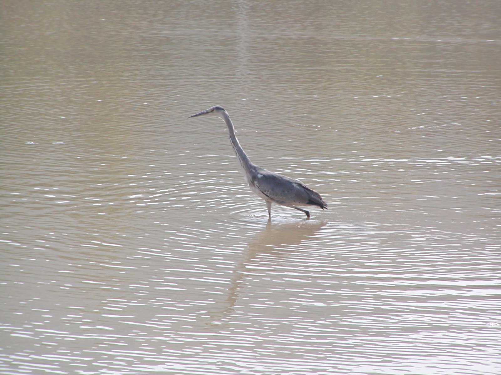  p>蓝灰鹭(学名: i>egretta vinaceigula /i>,英文名:slaty egret)是