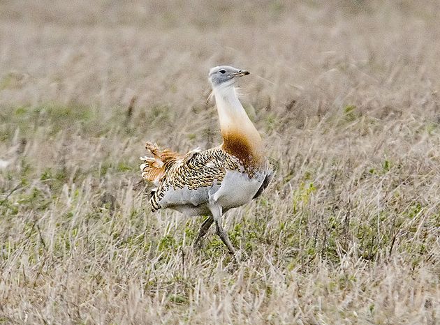 p>大鸨(学名: i>otis tarda /i>):是鸨形目,鸨科,鸨属的大型地栖 a