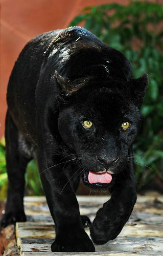 >黑美洲豹(学名: i>panthera onca /i>)又叫黑美洲虎,体重70—180千克