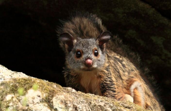 灰背大鼯鼠