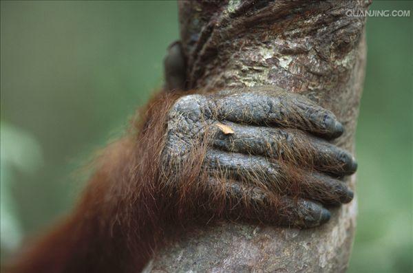 href="#" data-lemmaid="1593453">猴子 /a>最大不同的地方就是没有 a