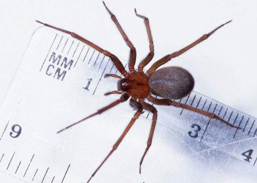  p>棕色隐遁蛛是世界上最致命的 a href="#" data-lemmaid="9239160">