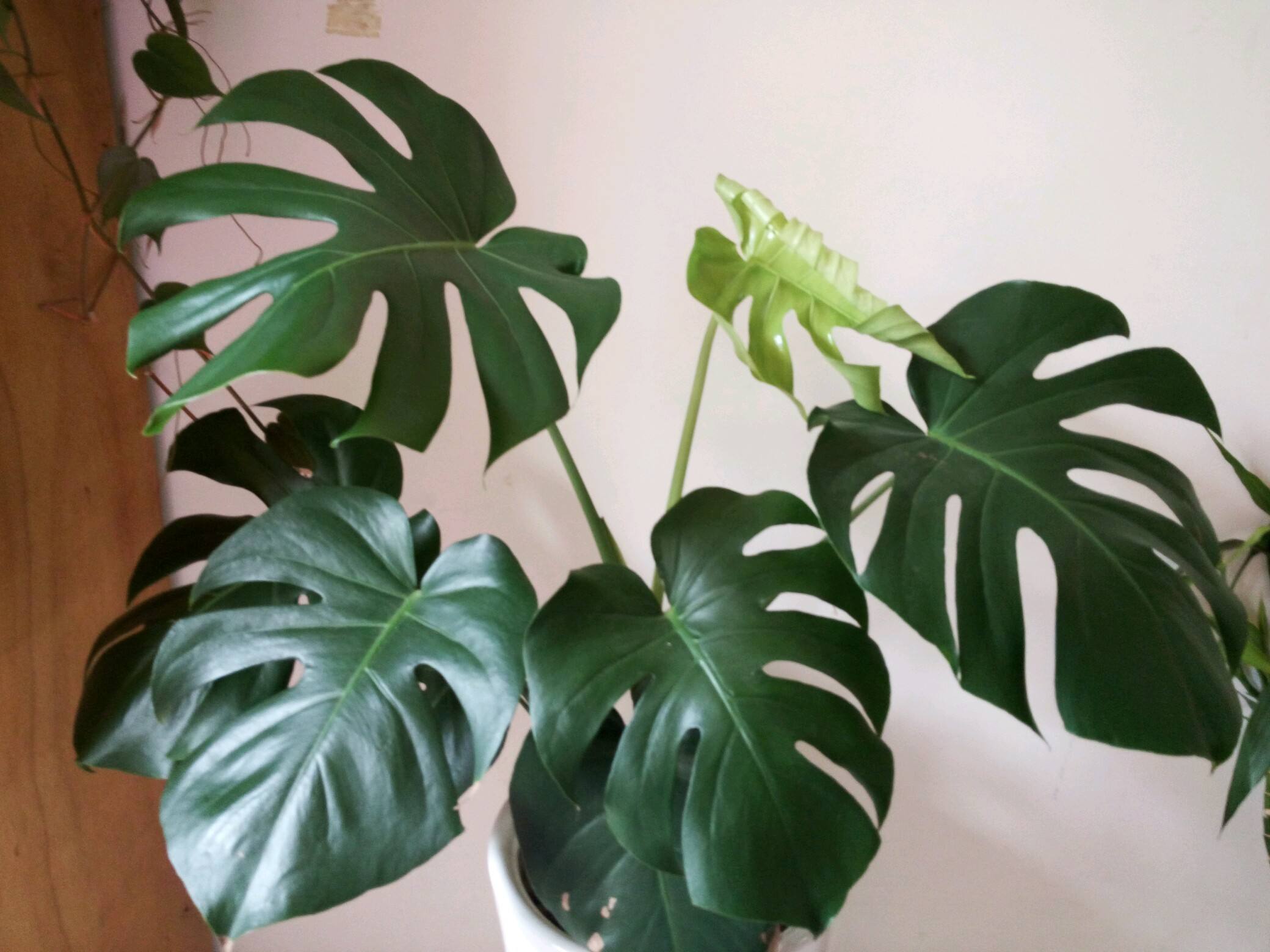 是天南星科龟背竹属植物,攀援灌木.