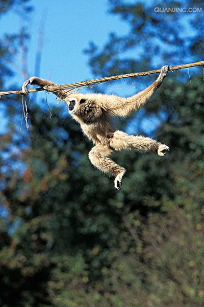  p>白掌长臂猿(学名: i>hylobates lar /i>),灵长目长臂猿科动物.