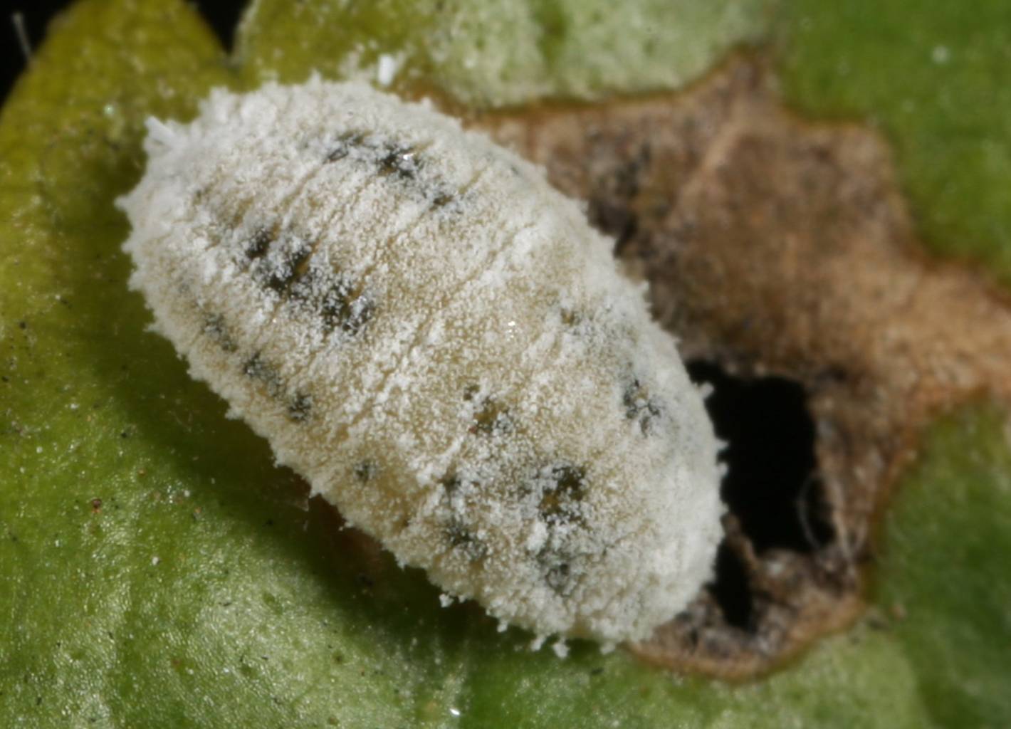 ">同翅目 /a>, a href="#" data-lemmaid="6270738">粉蚧科 /a>,绵