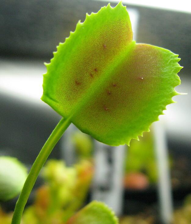 怪异男爵捕蝇草