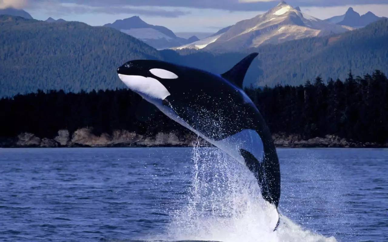 鲸鱼到底吃神马？？？_百科TA说