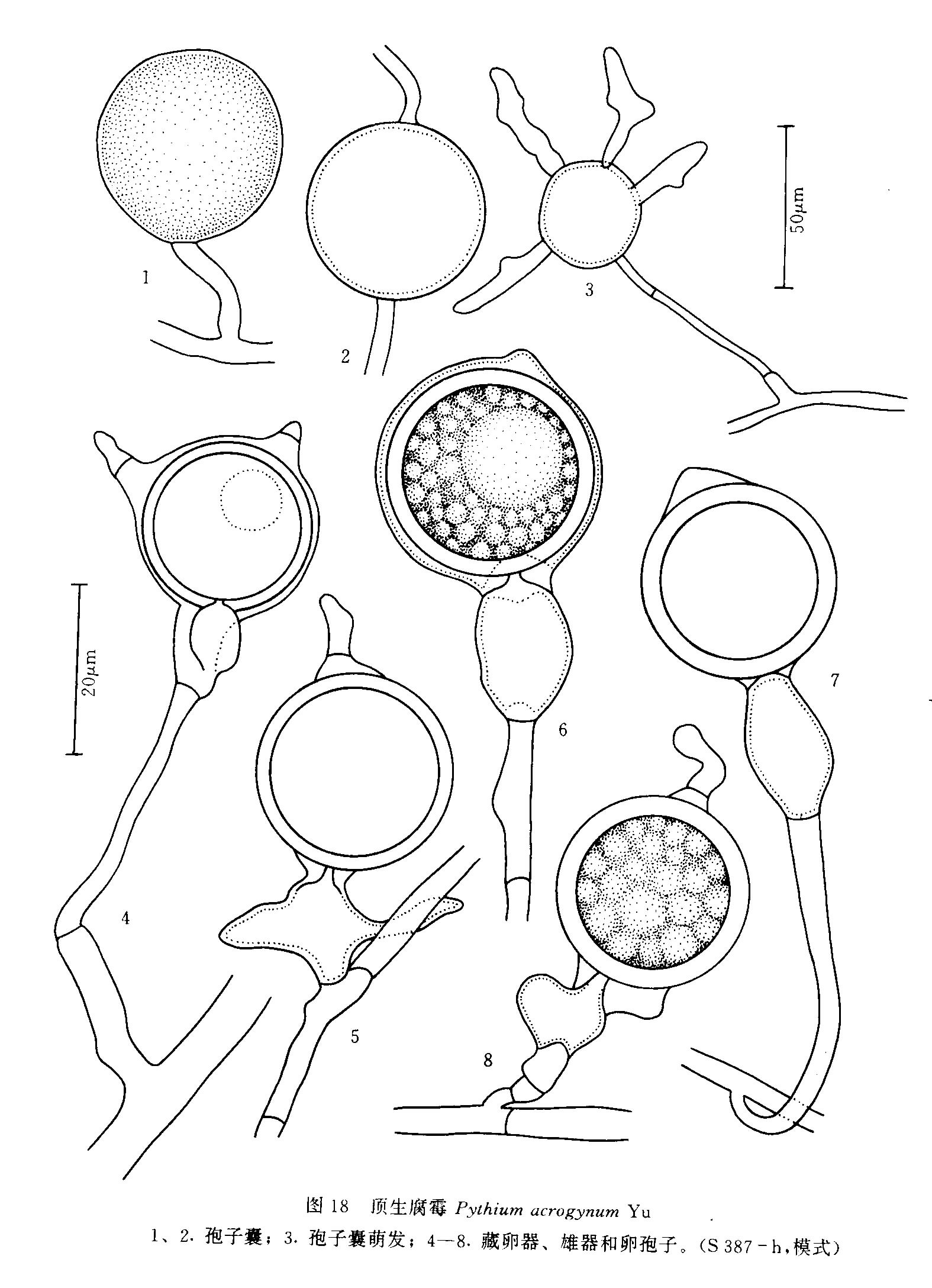  p>菌落在cma上无特定形态,无 a target="_blank" href="/item/气生