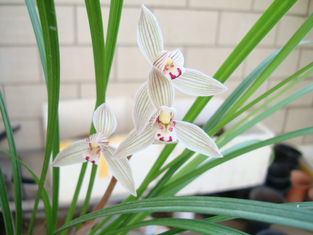  p>大理荡山洲兰园,开发出一棵兰族中的珍稀品种——莲瓣王,又称宽叶