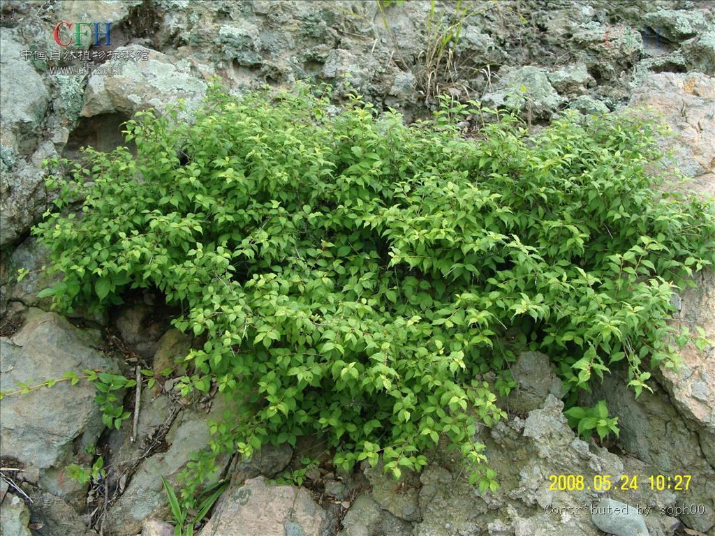  p>毛柱郁李(学名: i>cerasus pogonostyla  /i>  (maxim.