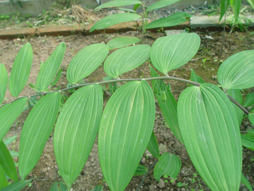 polygonatum cyrtonema