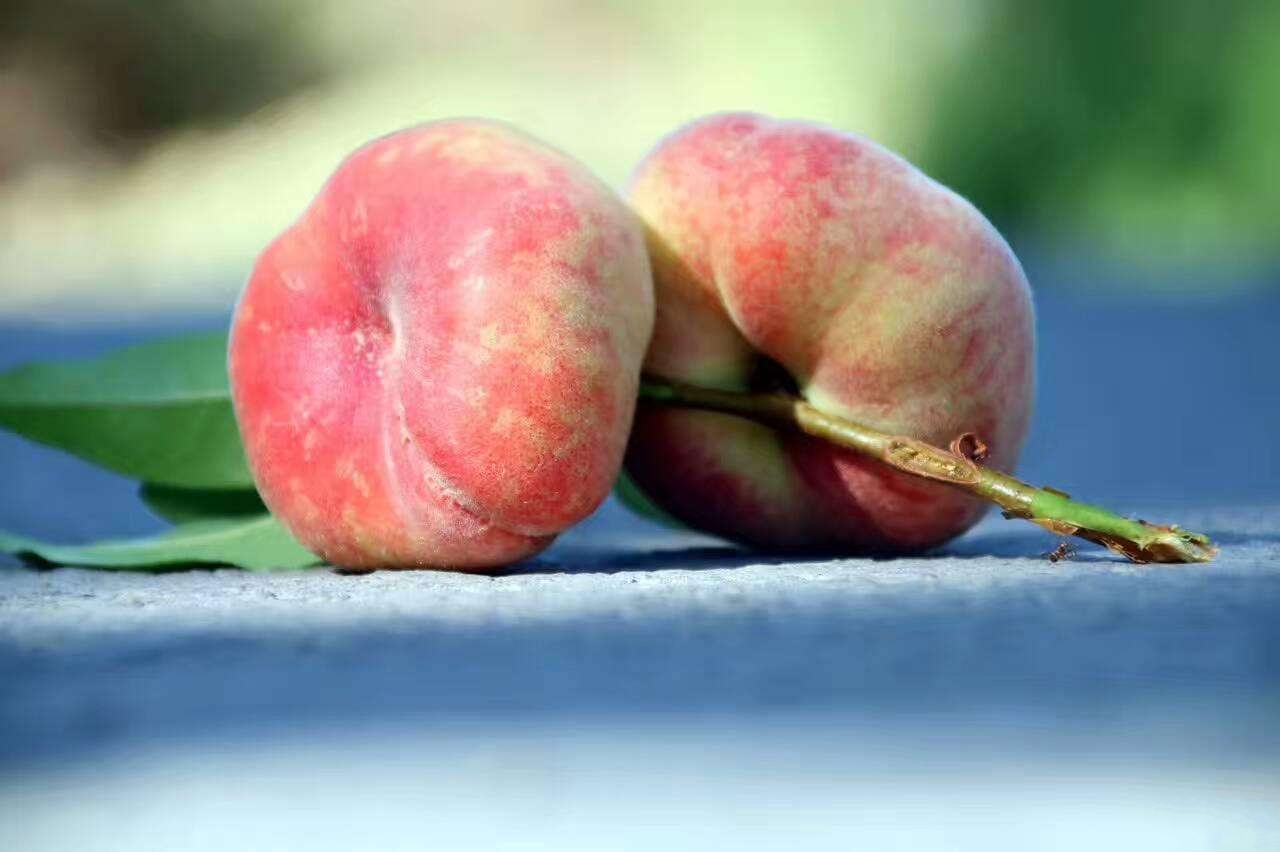 新疆 a target="_blank" href="/item/阜康市">阜康市 /a>特产,全国农