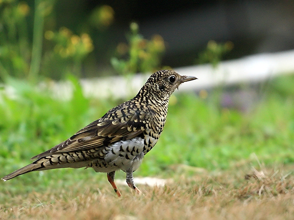  p>虎斑地鸫(学名: i>zoothera dauma /i>)为 a target="_blank" href