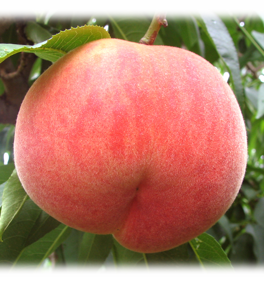 data-lemmaid="6356618">川中岛白桃 /a>是一种原产于日本 a target="