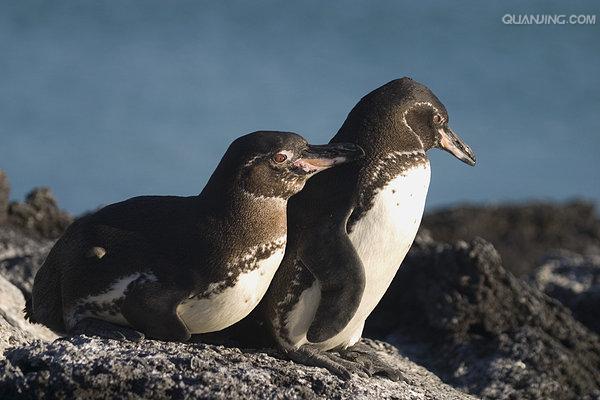 加拉帕戈斯企鹅
