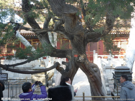 连理树（双子叶植物纲植物）_百度百科