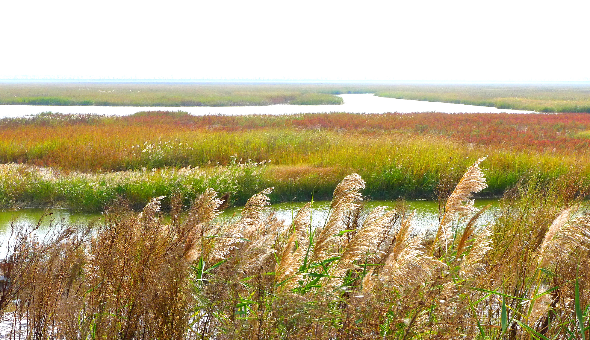 江苏盐城保护区