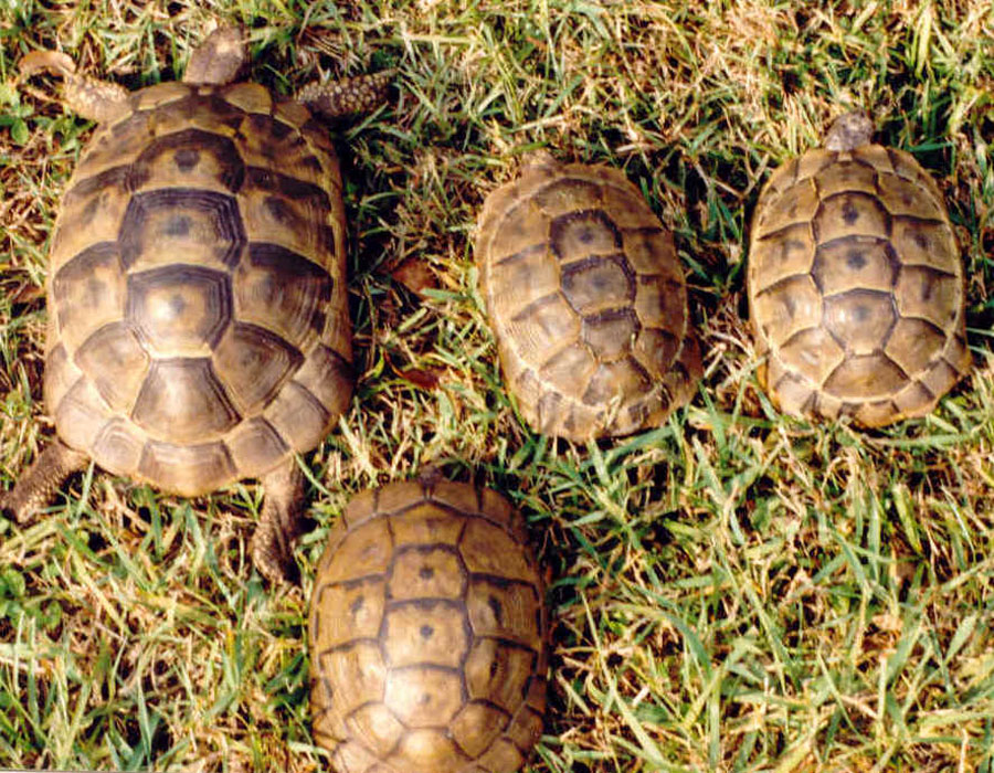  p>欧洲 a href="#">陆龟 /a>体型与体色的变异都很大,在 a href="#"