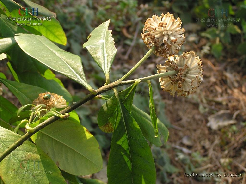  p>白结香(拉丁文名:edgeworthia albiflora nakai) 为 a target="