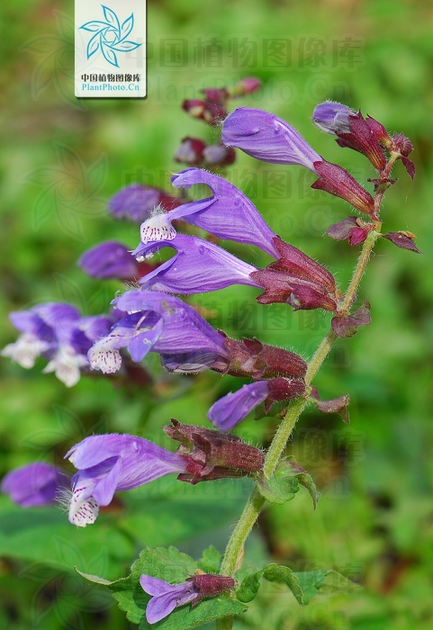  p>荨麻叶龙头草,拉丁名为meehania urticifolia (miq.