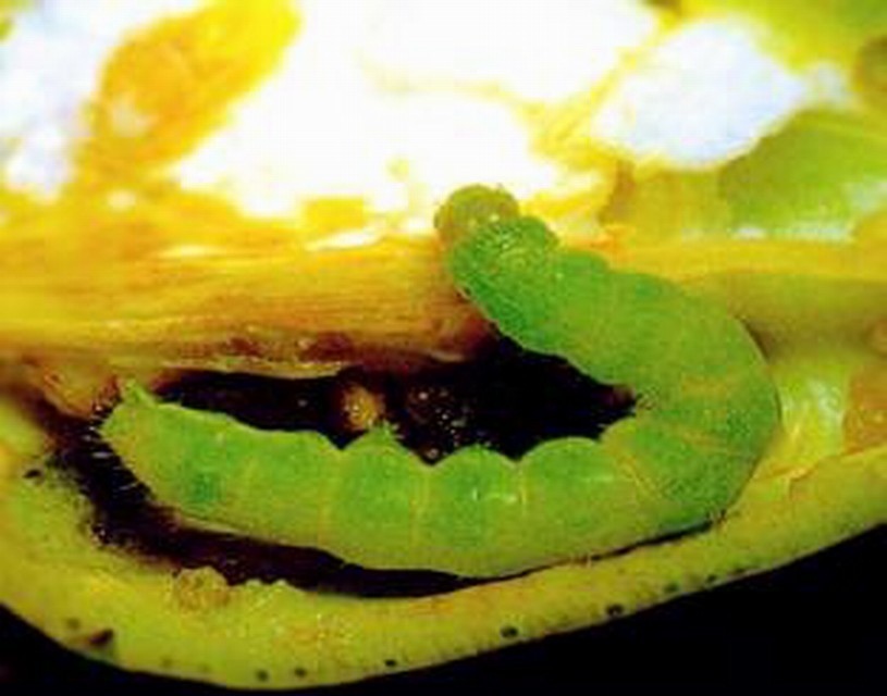  p>大豆食心虫( i>leguminivora glycinivorella /i>&nbsp