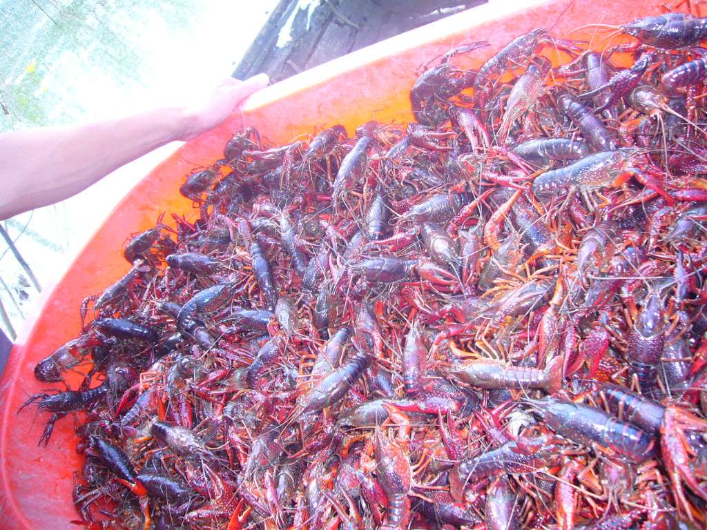 龙虾