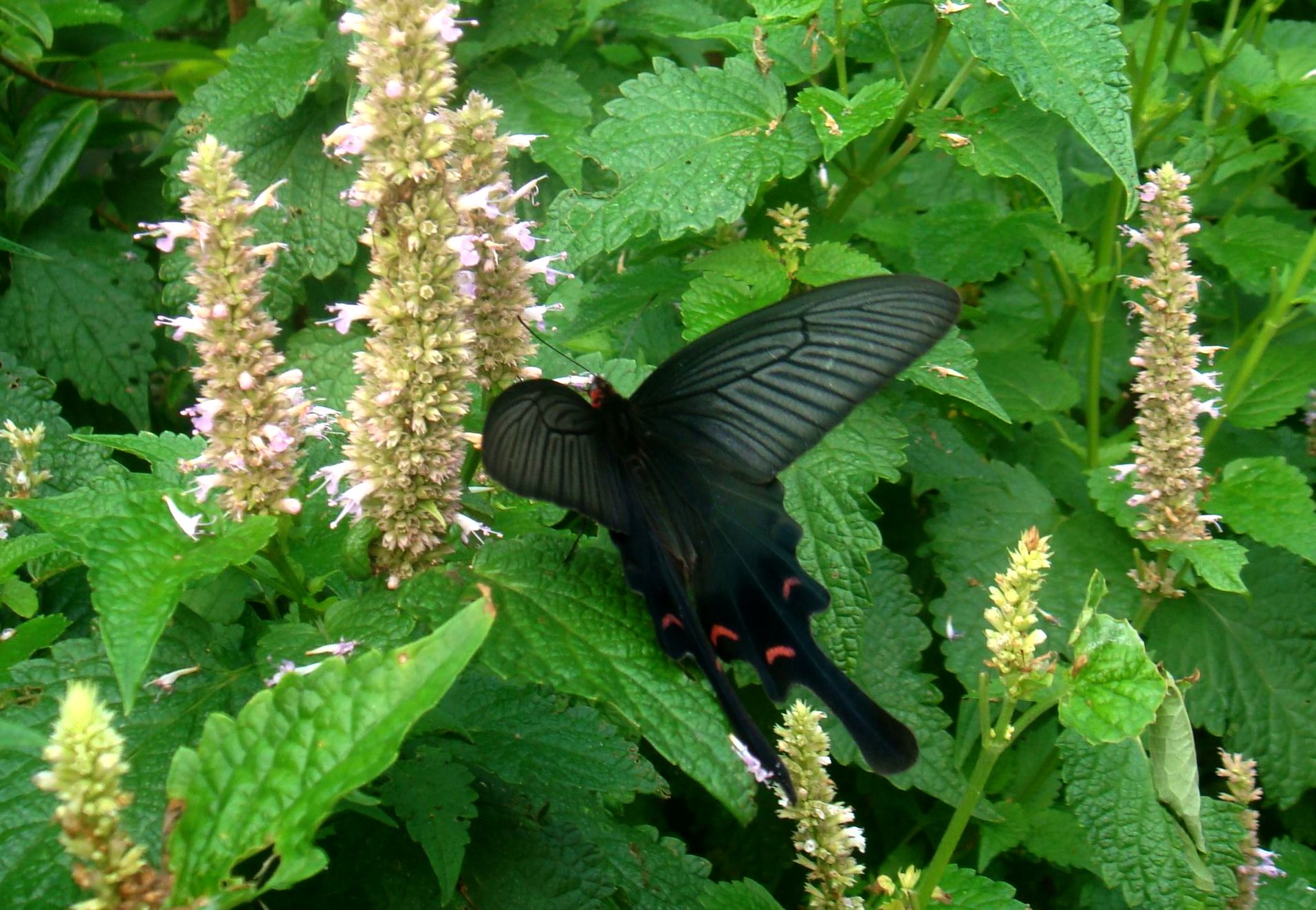  p>麝凤蝶( i>byasa alcinous /i> klug,1836)是凤蝶科麝凤蝶属的一种