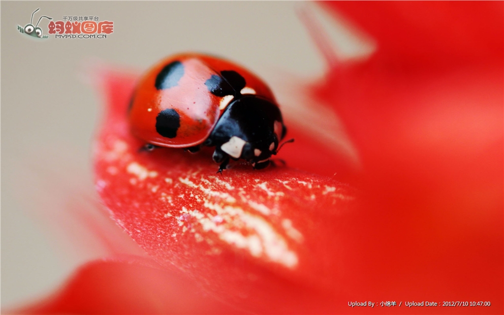  p>七星瓢虫(学名: i>coccinella septempunctata /i>)是瓢虫科,瓢虫
